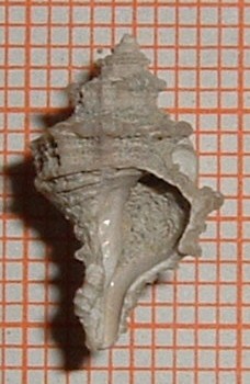 Coralliophidae da identificare